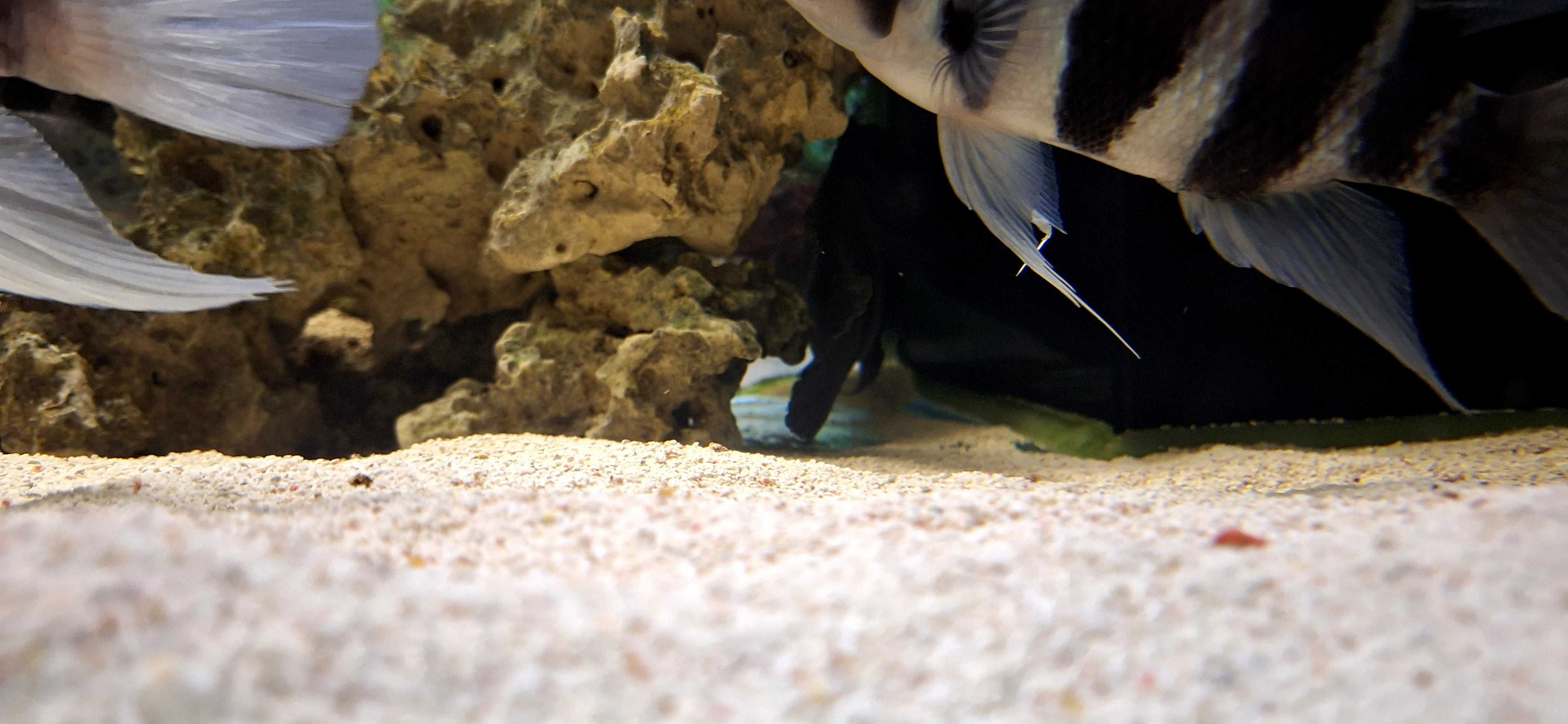 aquario e sump e asseçorios