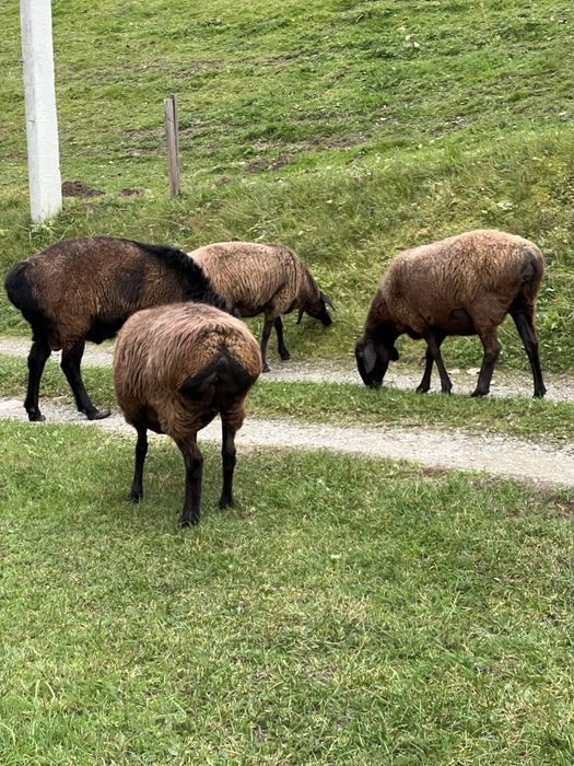 Вівці Гісарської породи