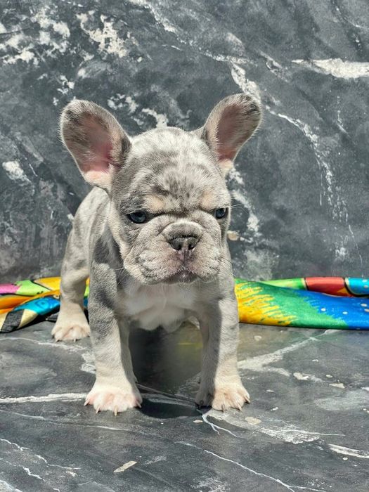 Дівчинка суперміні Isabella Merle