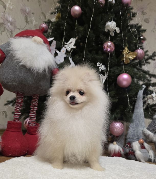 Маленькі пухнастики під ялинку