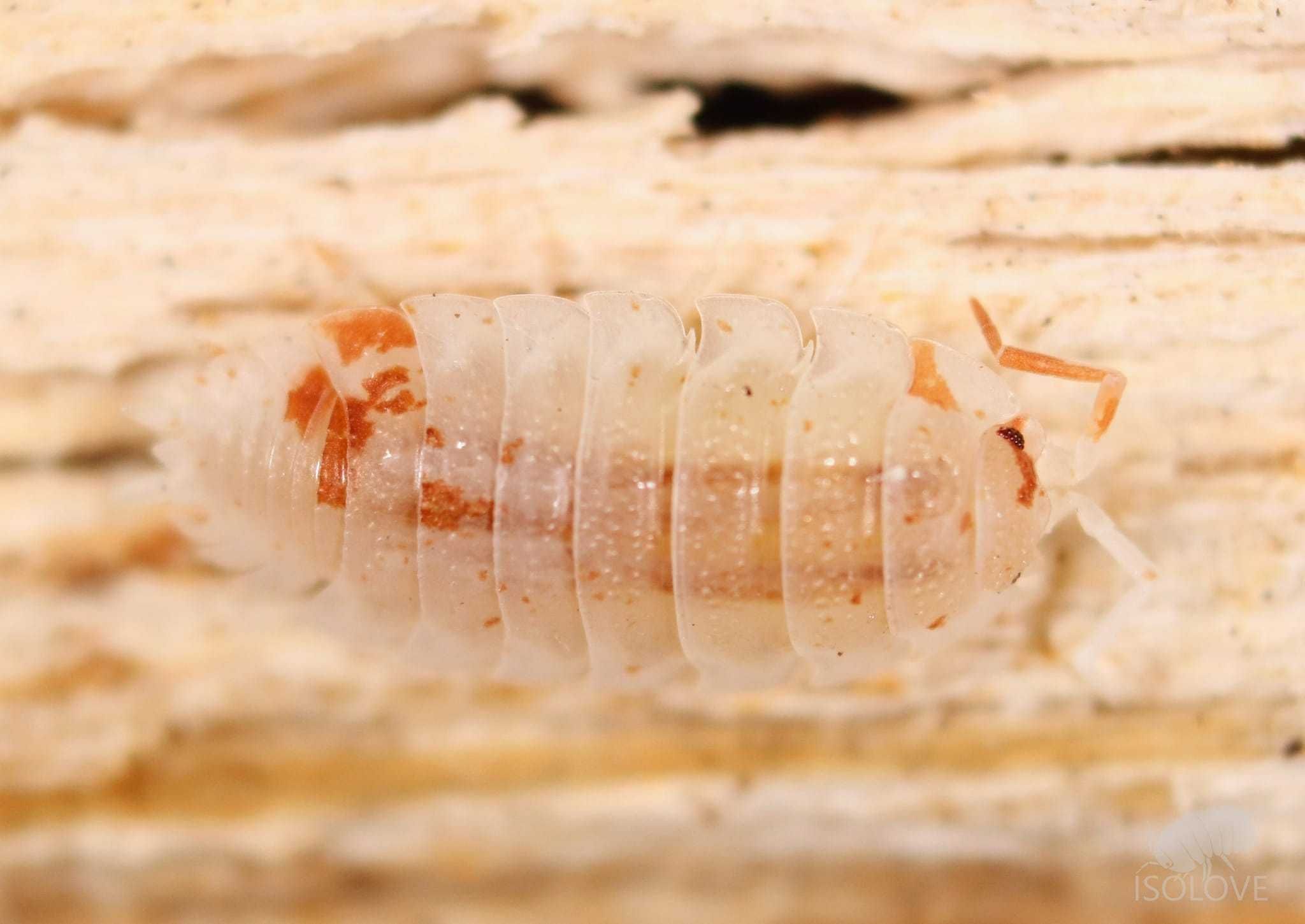 Porcellio scaber "orange dalmatian", jedyna czysta populacja w Polsce