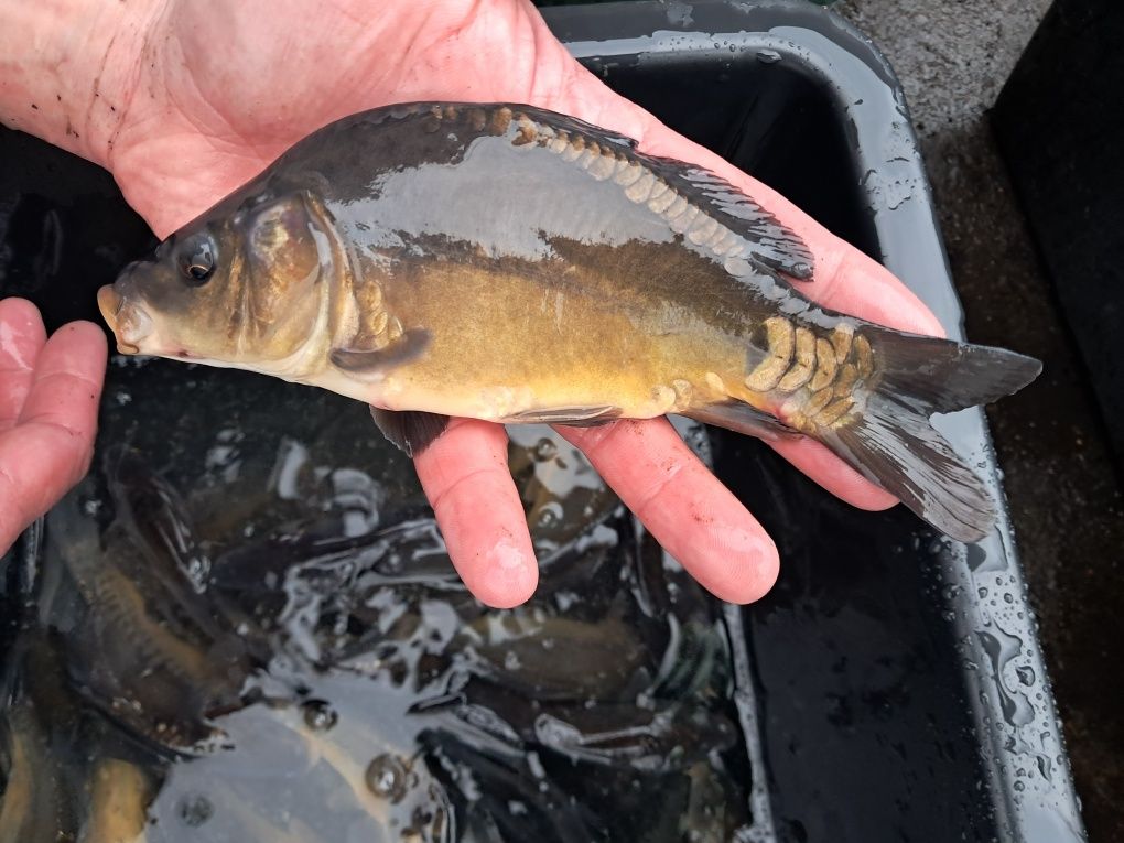 Karp 15-20cm cm, dostępny, Lin, Amur, jesiotr