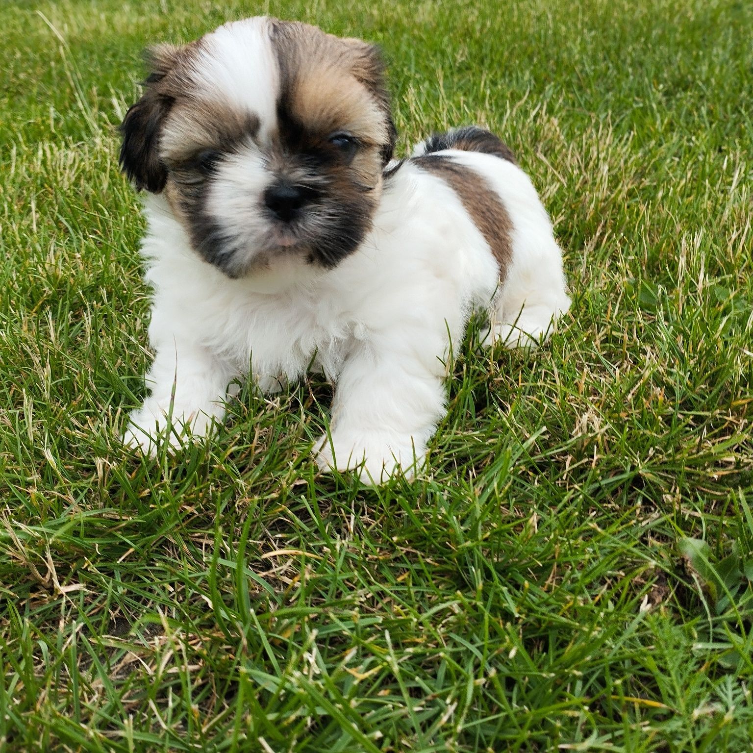 Szczeniaczek ShihTzu