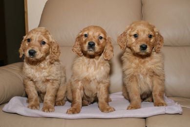 Golden Retriever rodowodowy szczeniak do odbioru!!