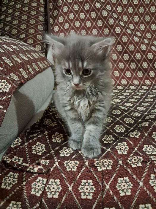 Малі пухнасті та грайливі бешкетниці( Віддам хорошим людям)