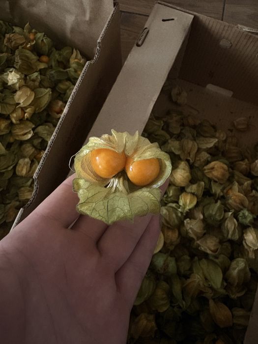 2kg miechunki dla Pani natalii