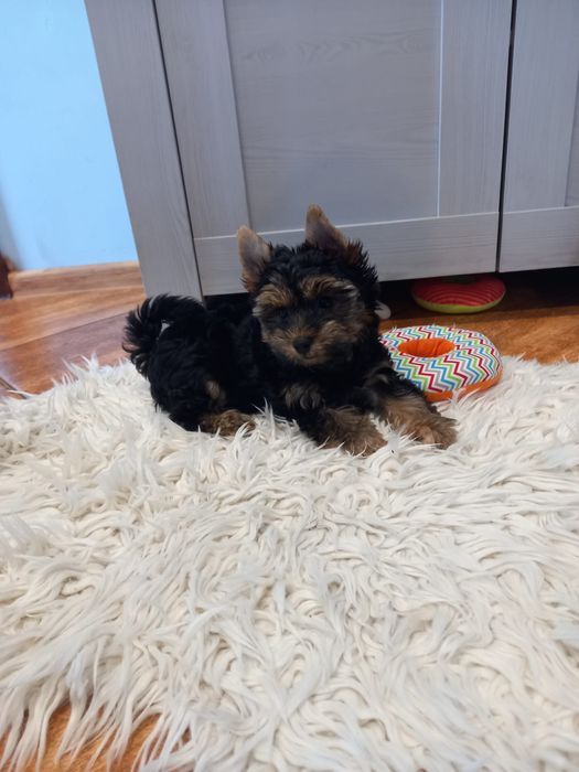 Yorkshire terrier suczka standardowych rozmiarów