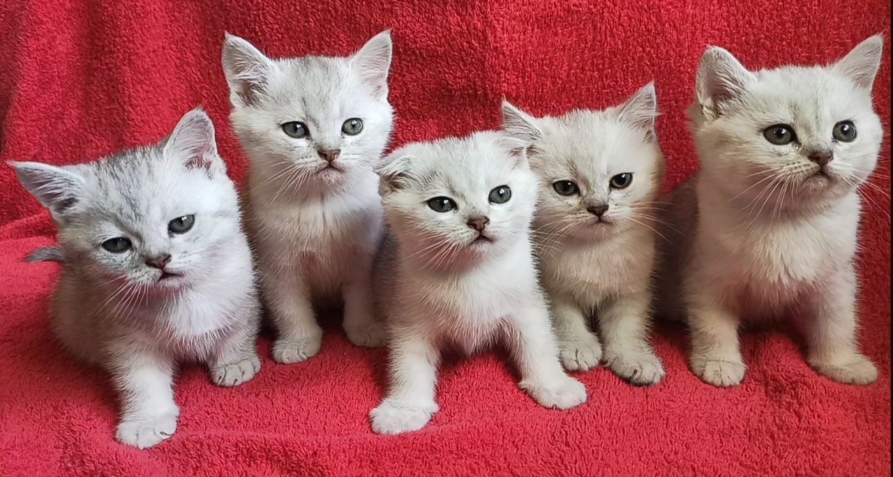 Шикарные котята шиншиллы