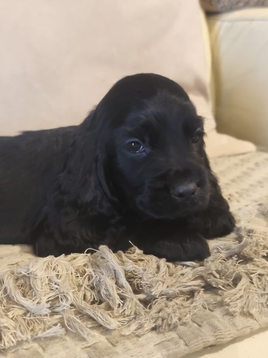 Cocker Spaniel MENINO