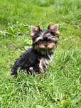 Yorkshire Terrier ZHPR UCI piesek