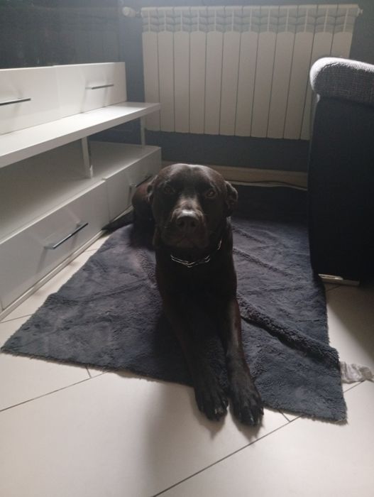 Oddam za darmo psa mieszanego pitbull terrier mieszany z owczarkiem