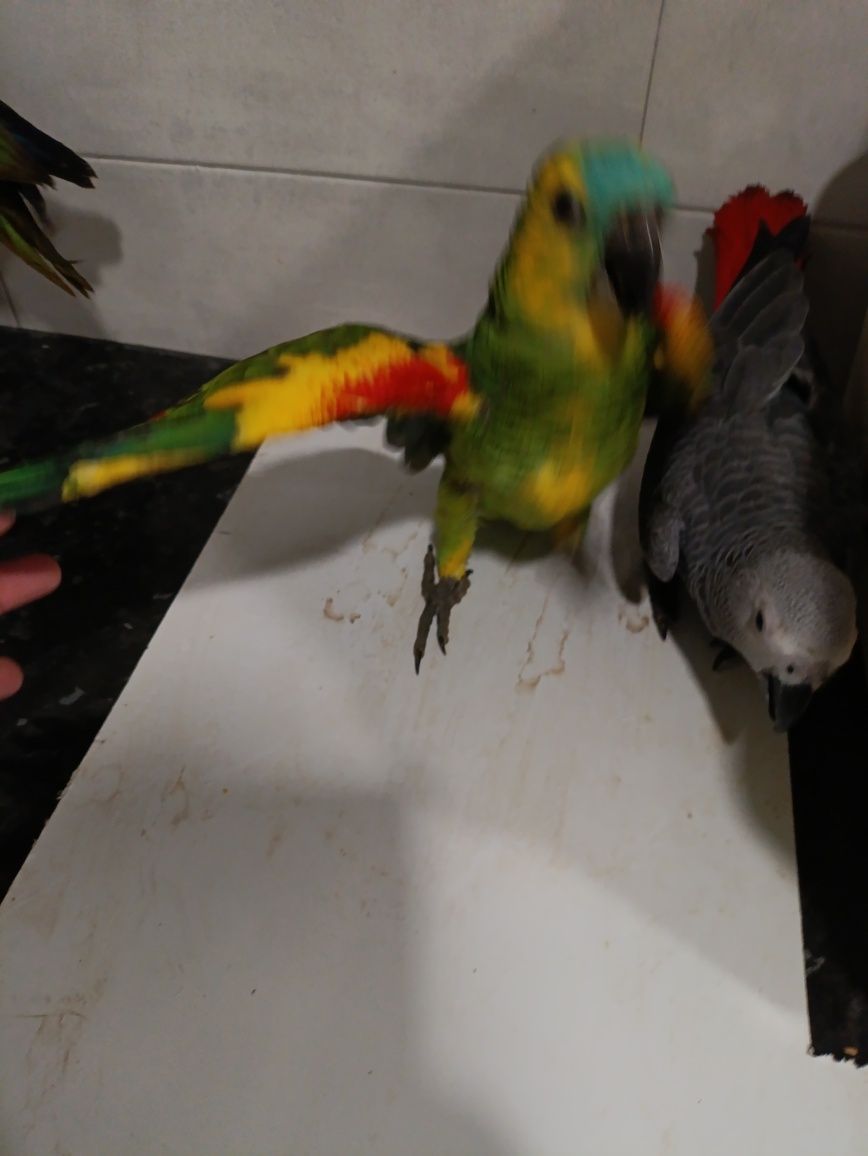 Amazona aestiva xantopherix macho 2025