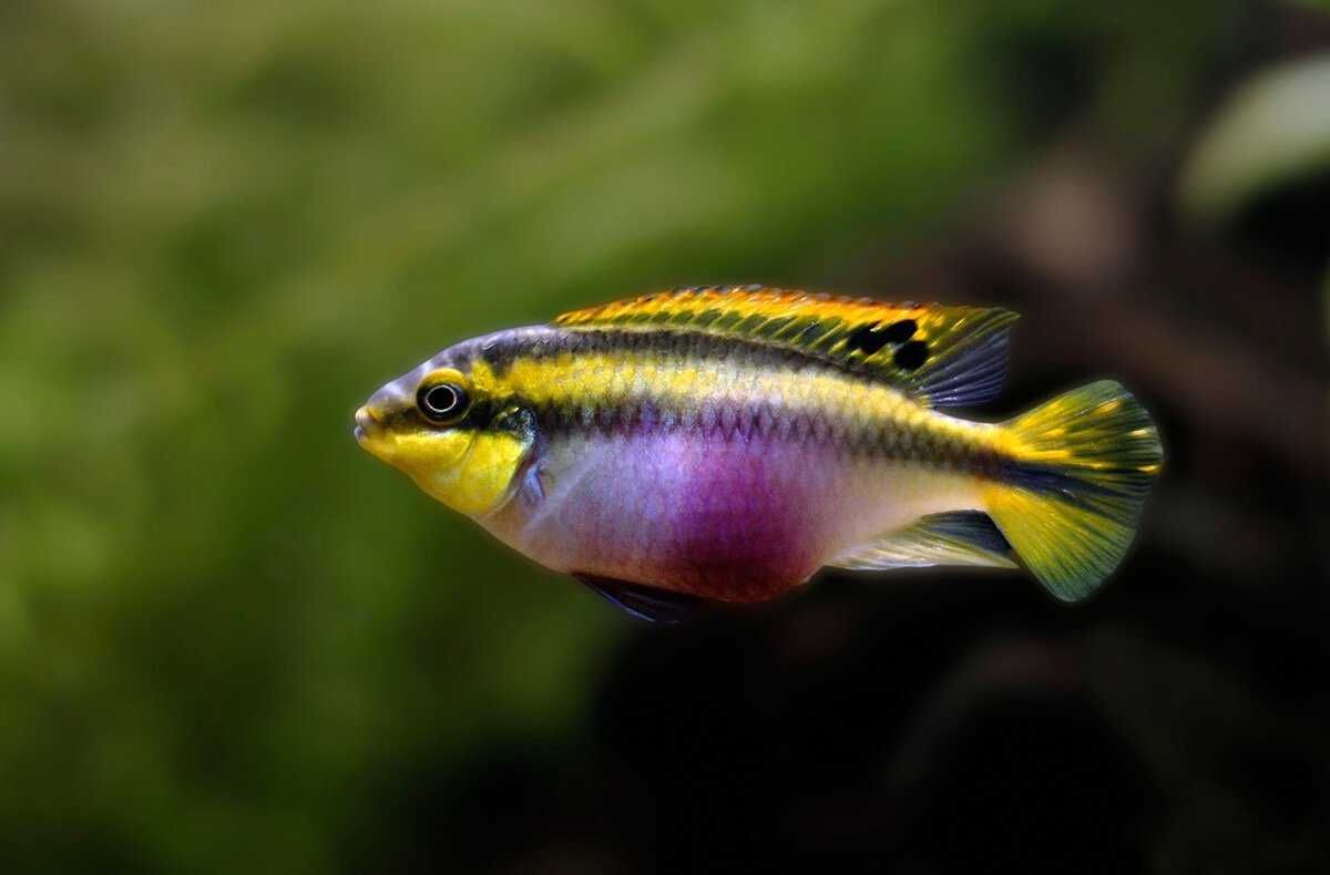 Barwniak czerwonobrzuchy - Pelvicachromis pulcher - dowóz, wysyłka