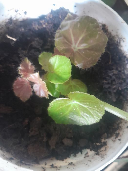 Pequena planta begónia