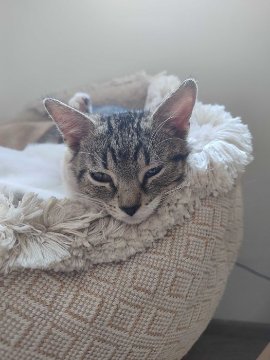 Kajtuś z Fundacji Miasto Kotów