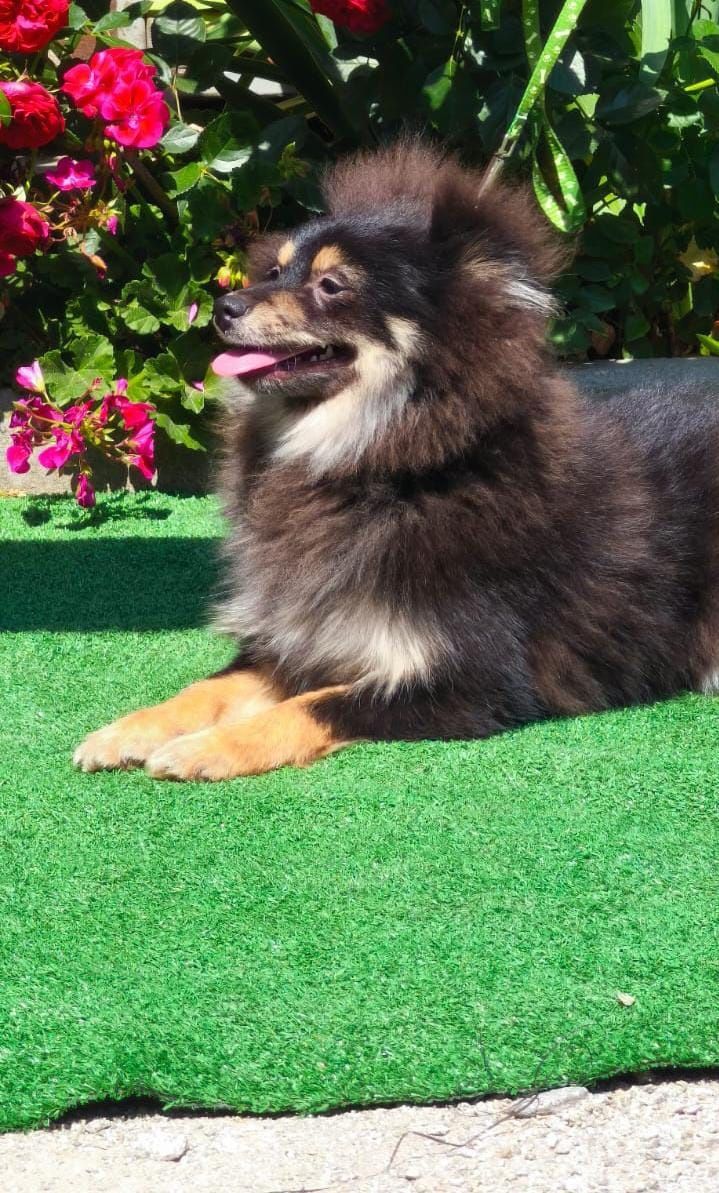 Pomeranian pies gotowy do odbioru