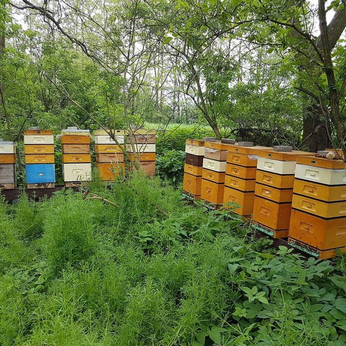 Naturalny MIÓD z własnej pasieki