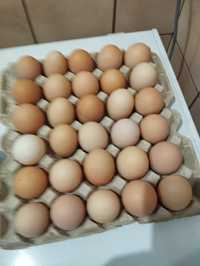 Sprzedam świeże jaja wiejskie