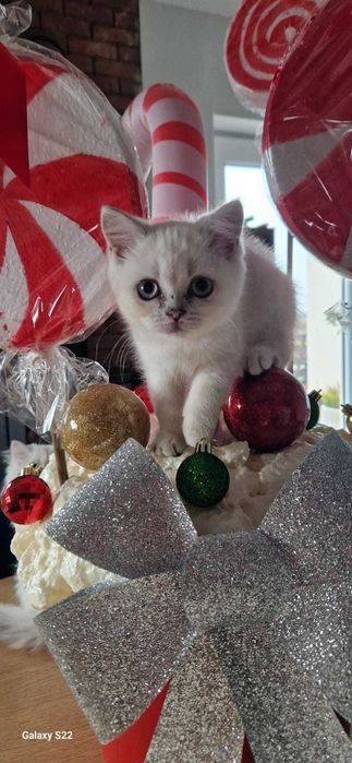 Koty Brytyjskie  z rodowodem