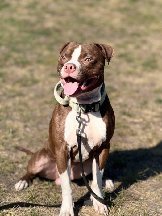 Яскраві пітодітки АПБТ.