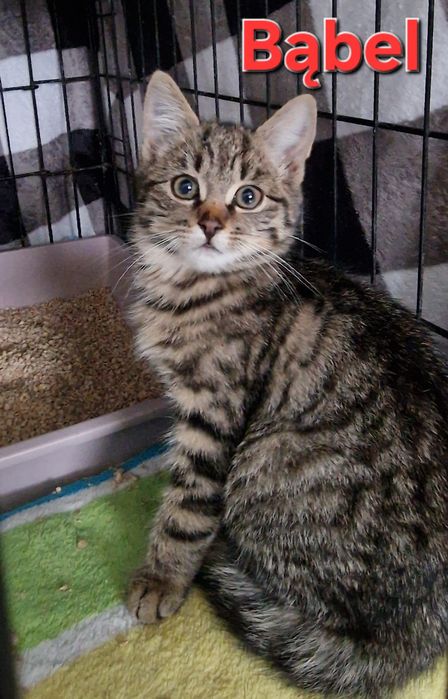 Kochany Bąbel do adopcji