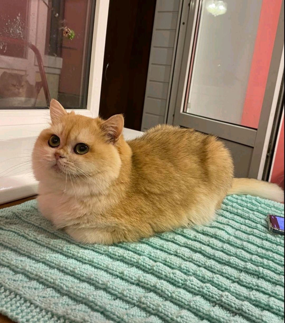 В'язка золотого котика  - ЛЕОНА !