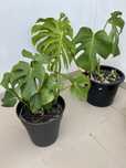 Plantas Naturais- Monstera, Cordyline, pinheiro, azaléia, cróton