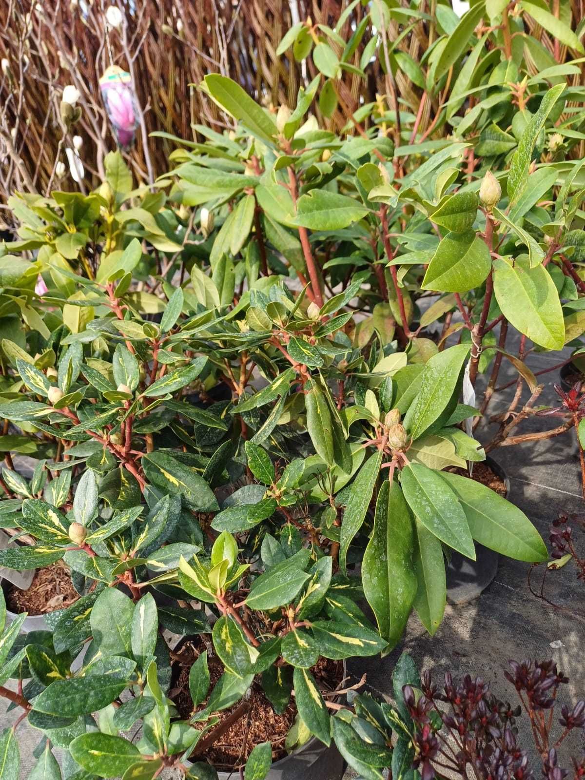 Magnolie różne odmiany klony palmowe rododendrony wierzba pleciona