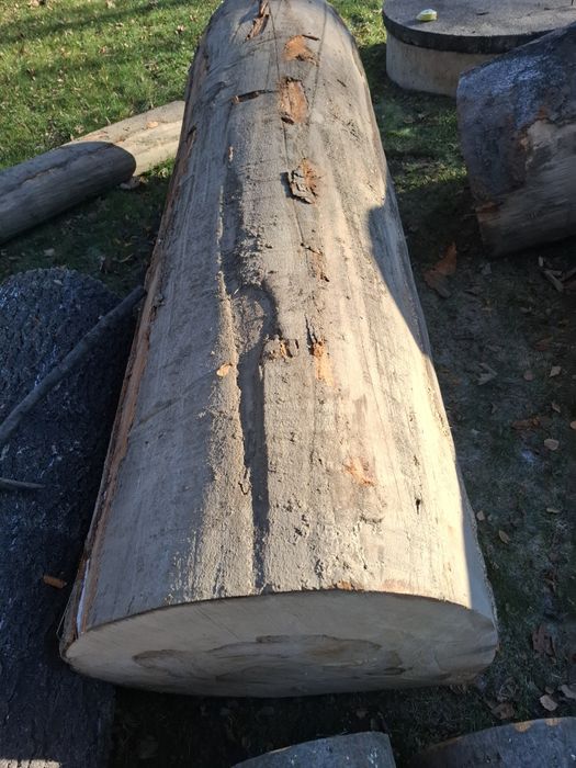 Kłoda bukowa dł 250