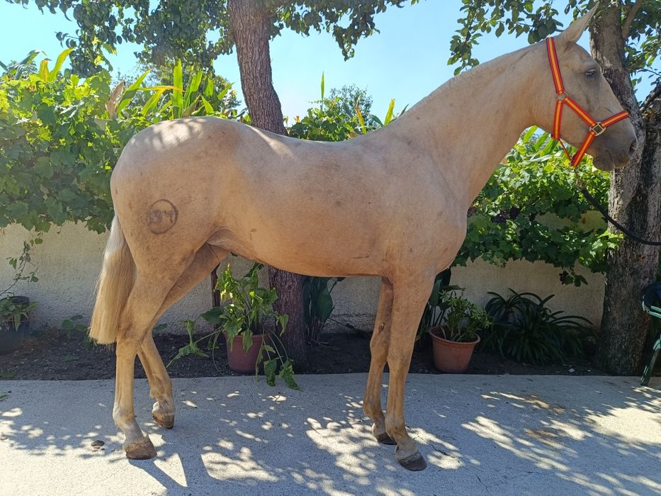 Égua PSLde nome "Ritinha"