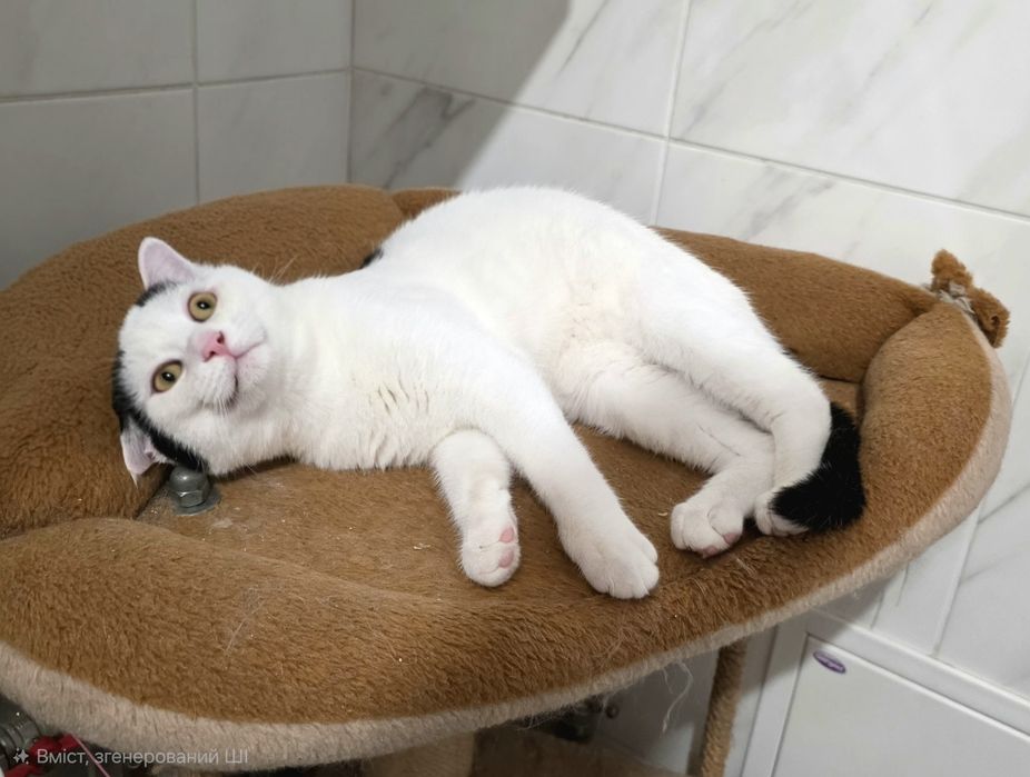 Зефір 7 міс. в добрі руки