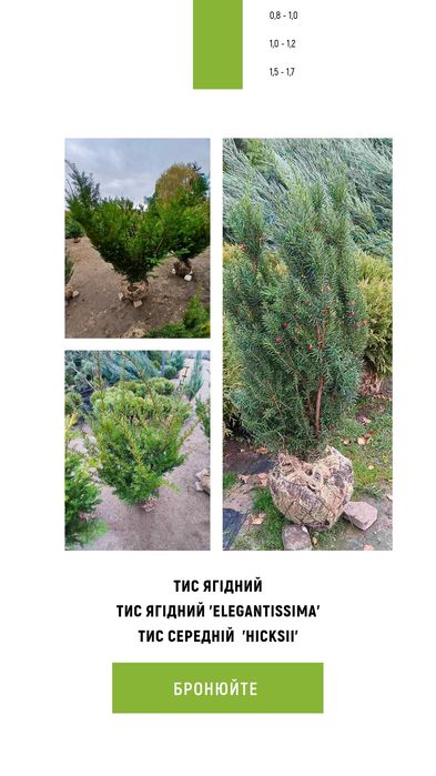 Ялина, туя, сосна, ялиця, піхта, ялівець