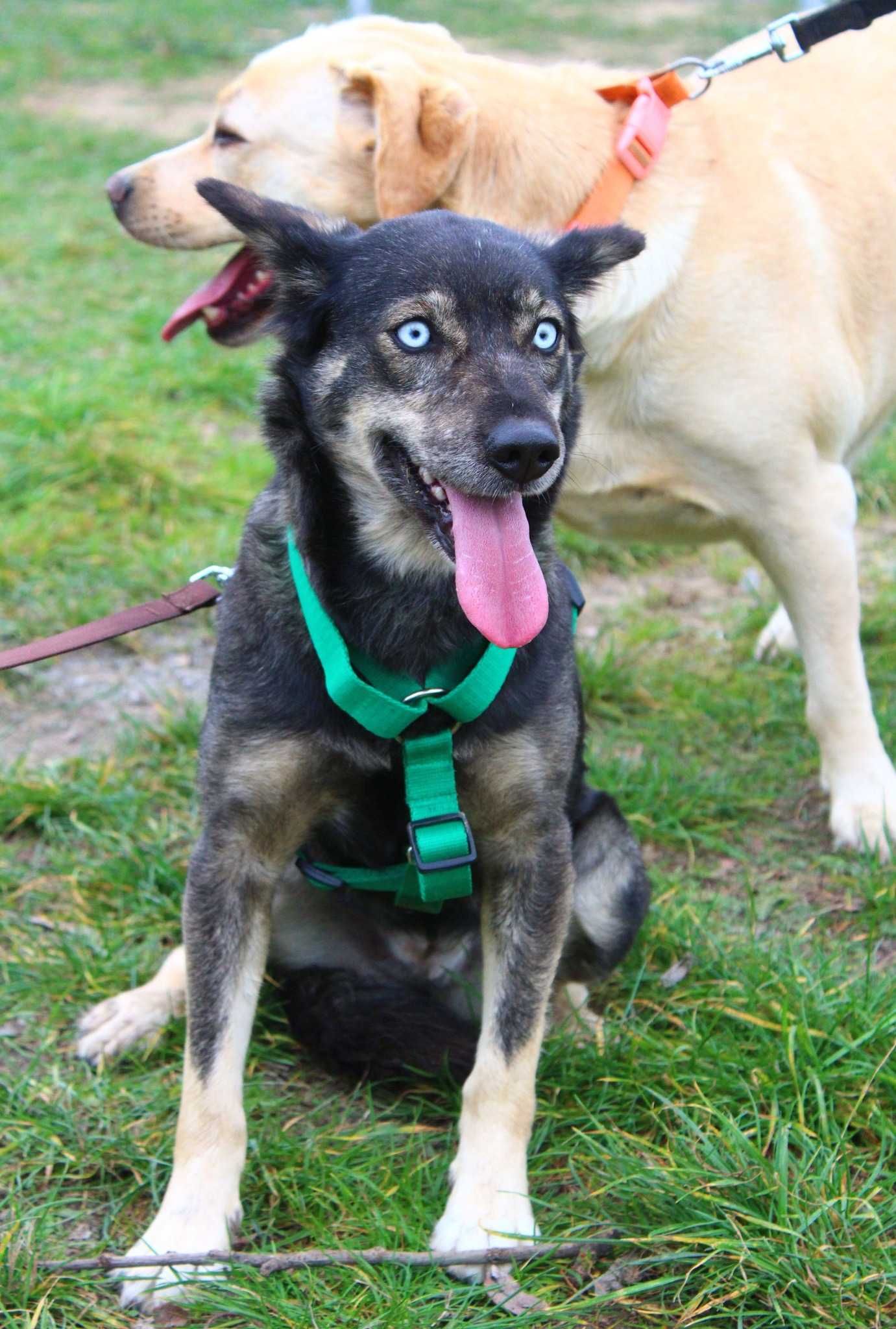 Szafirka i Sztocia - dwupak niebieskooka + suczka w typie Labrador