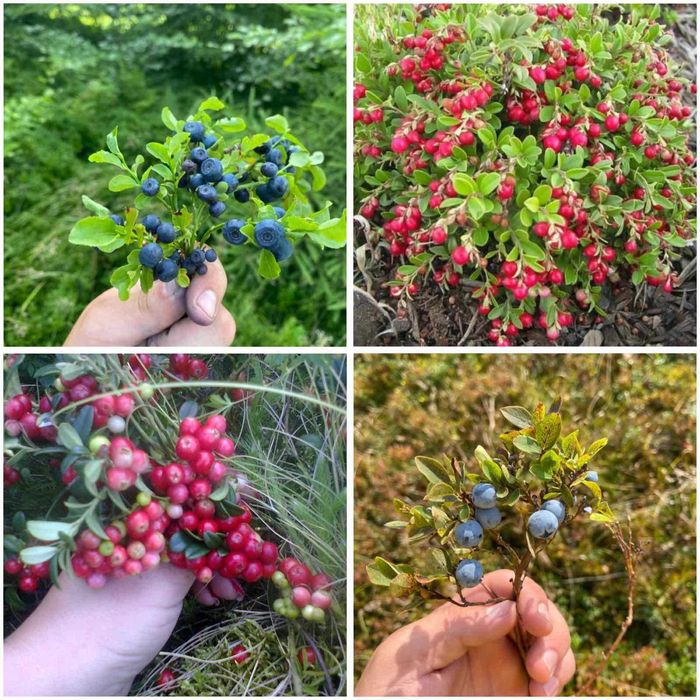 Берёза белоствольная, Бук,Осина,Дуб Красный, Клен, Рябина,Горобина