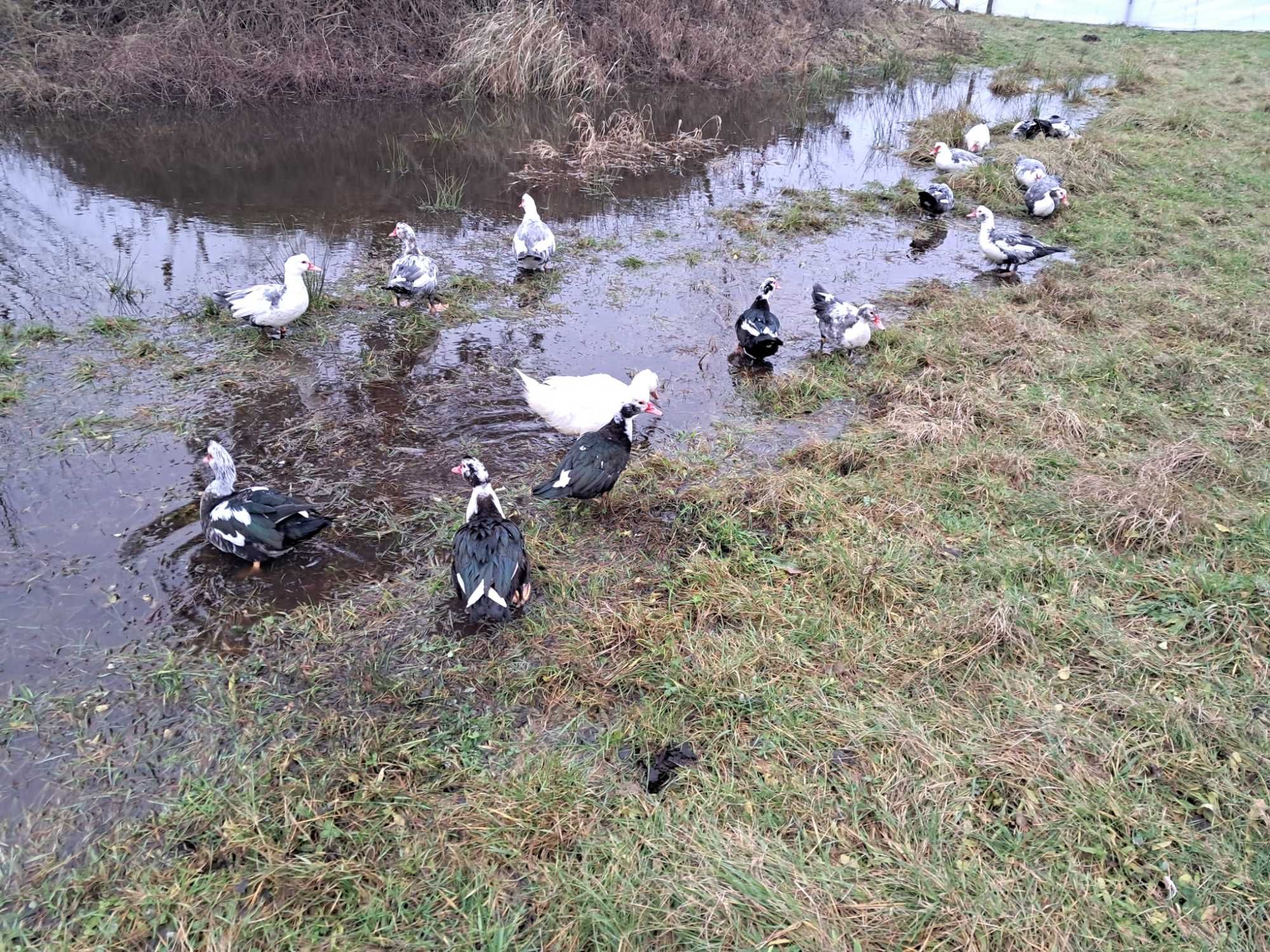 Sprzedam żywe kaczki