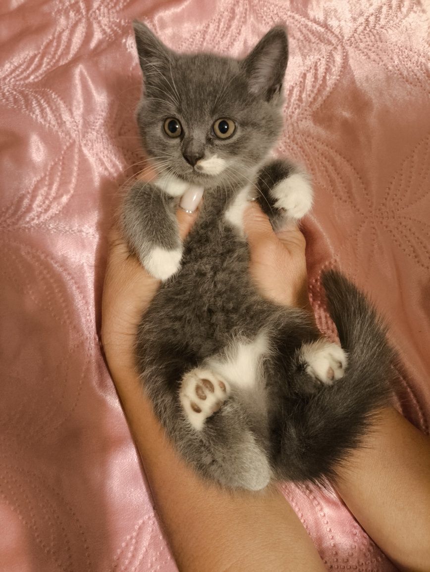 Шотландські кошенята