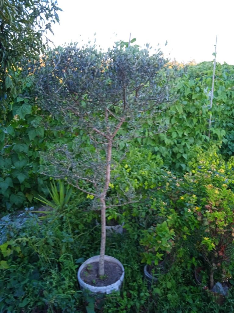 Oliveira bonita para jardim ou em vaso grande