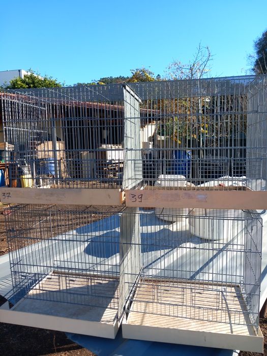 Vendo canários e 2 gaiolas