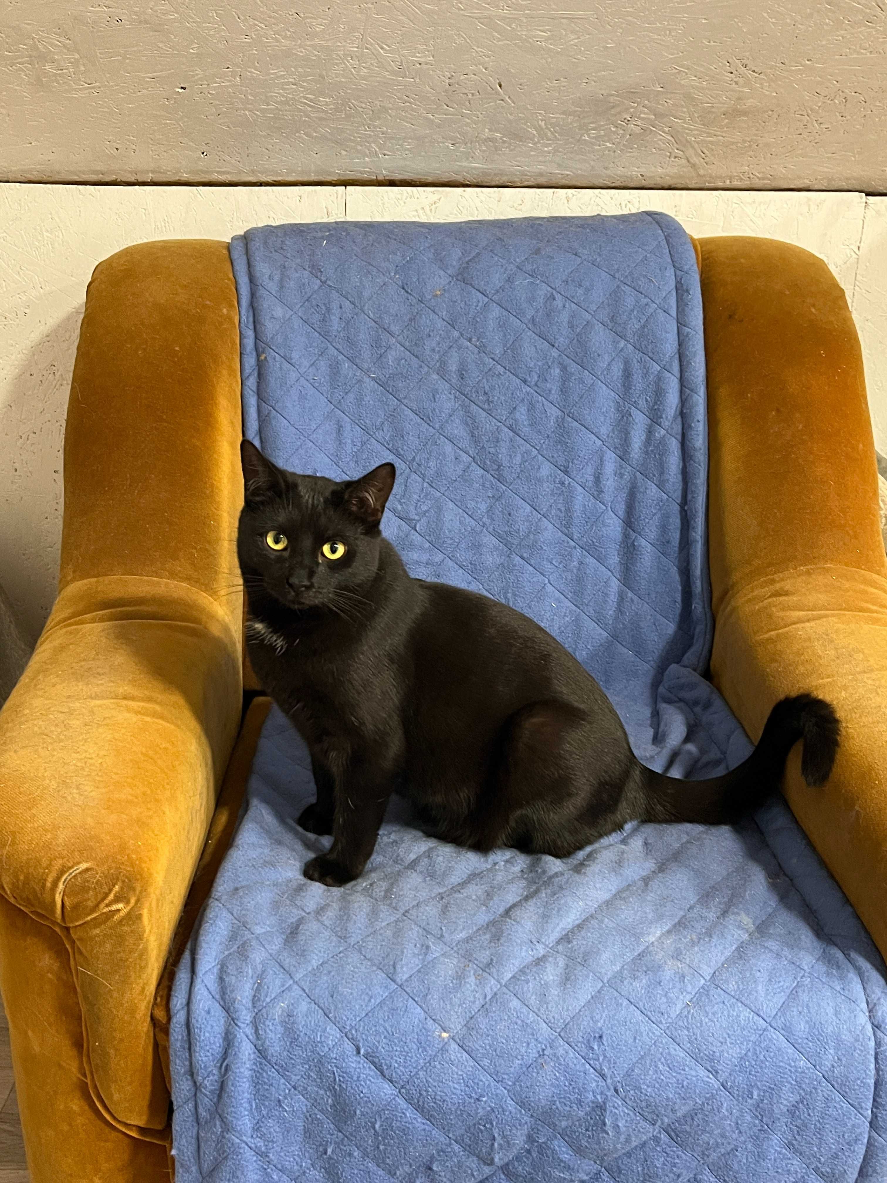 Hania, Frania, Zuzia, Rózia, Matylda siostrzyczki do adopcji