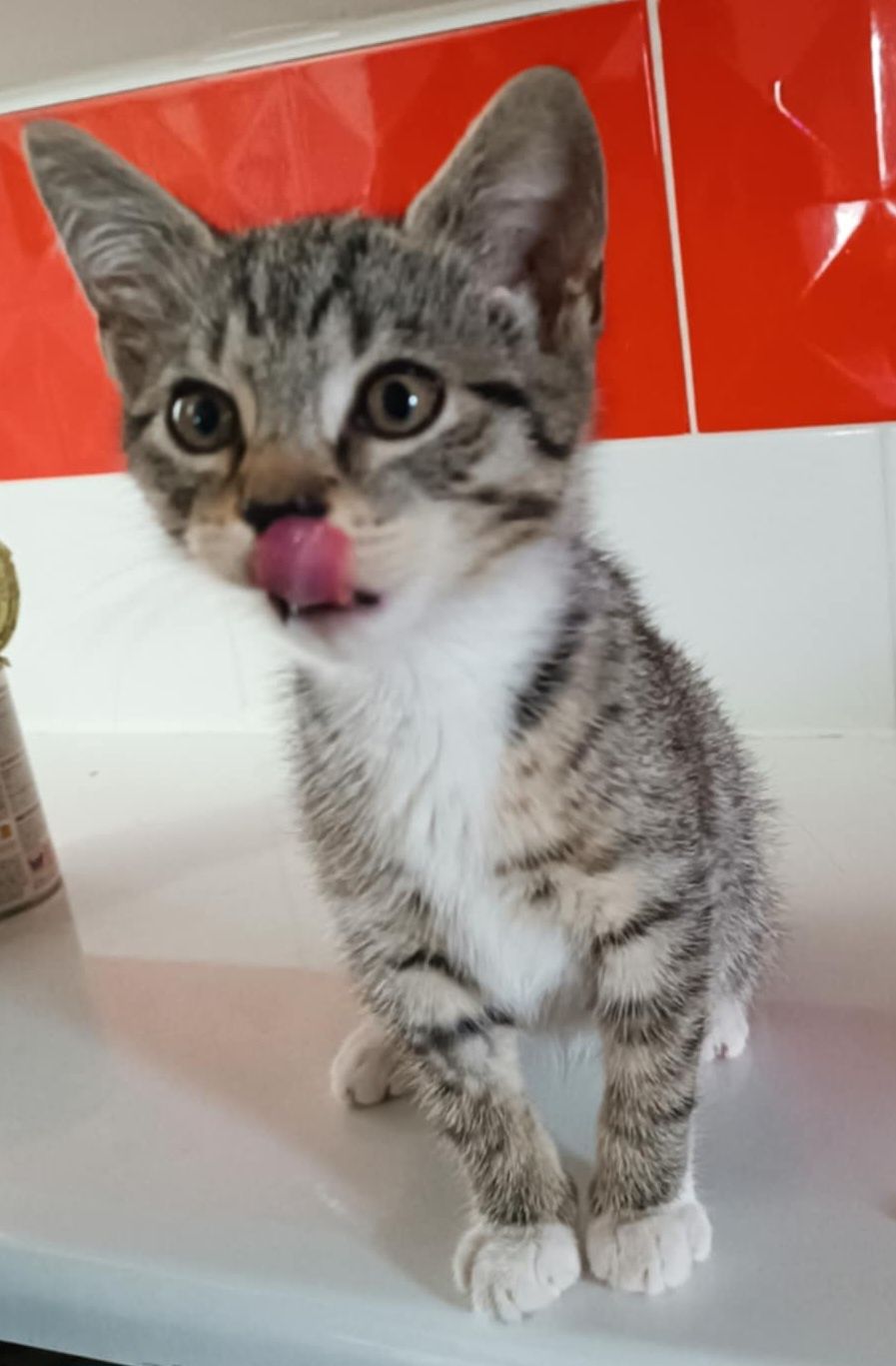 Drucik, kocurek z interwencji do adopcji!