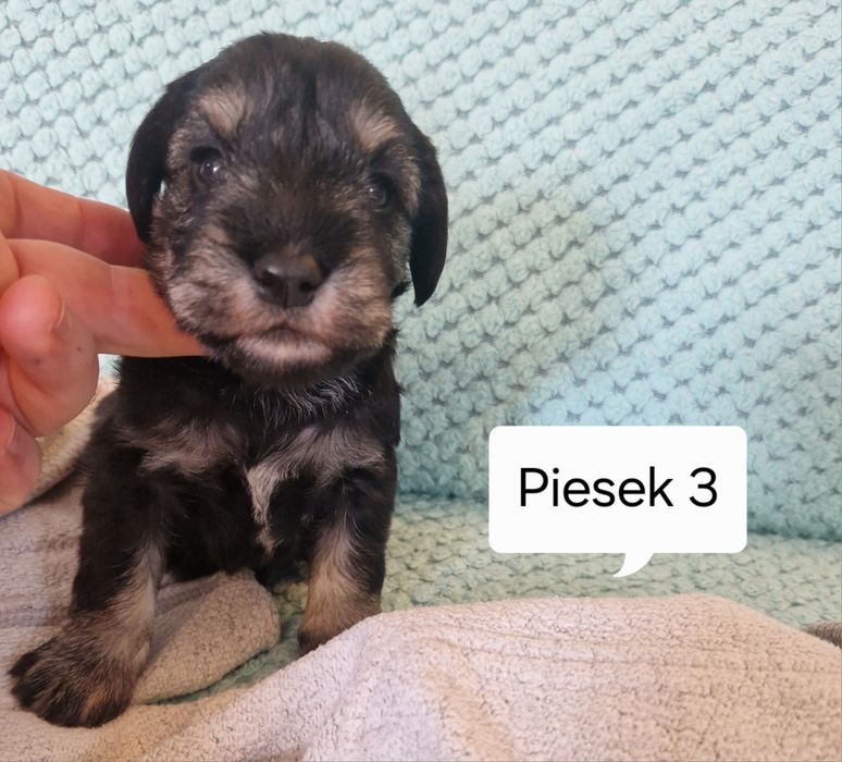 Sznaucer miniaturowy piesek suczka