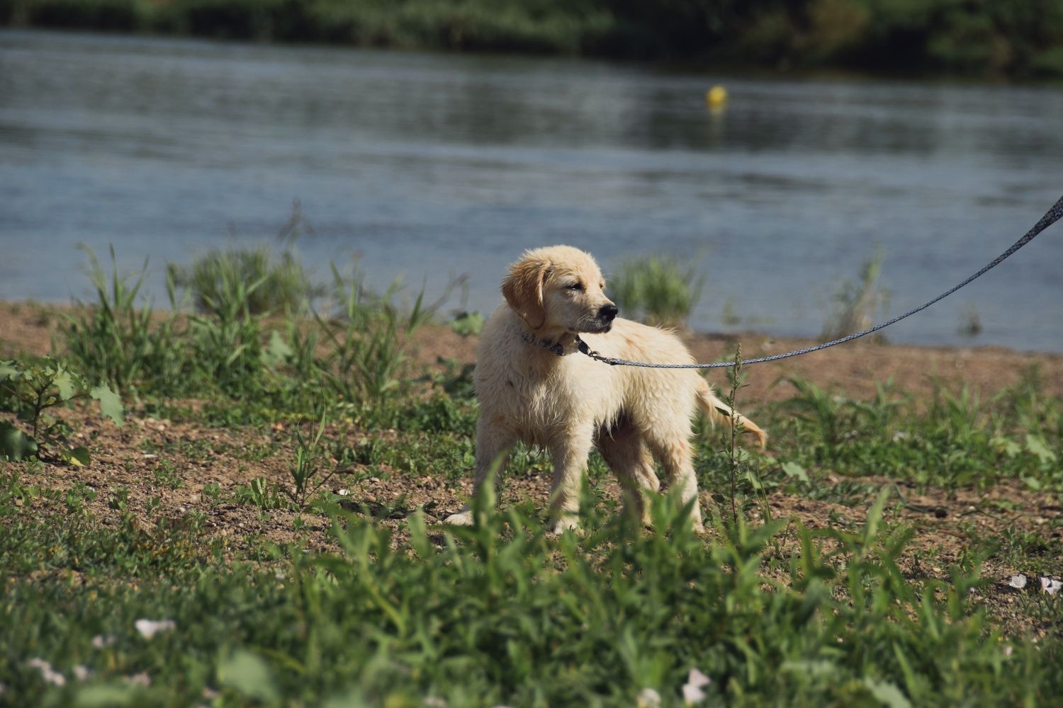 Golden Retriever ZkwP