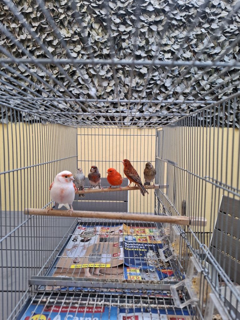 Lote Canarios e Diamantes Gould