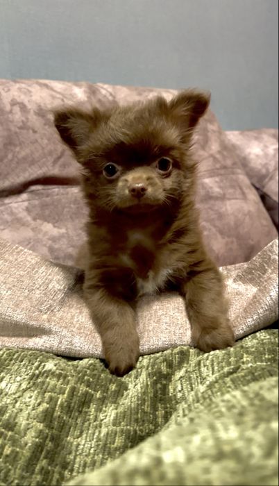 Мала  красуня чихуахуа