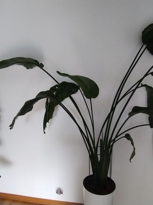 Strelicja w doniczce