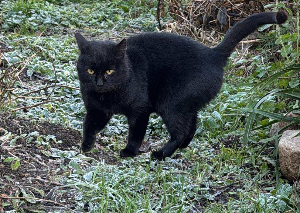 Piękny Puma szuka domu