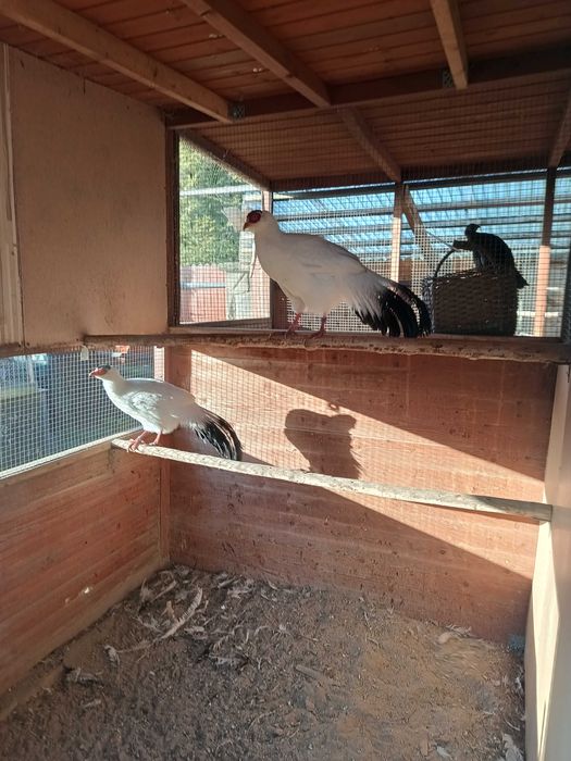 Bażanty Uszaki z 2024