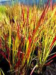 Imperata cylindryczna Red Baron Imperata cylindrica