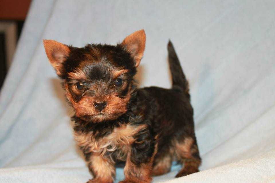 Dodo i Dusia  gotowi do zmiany domku