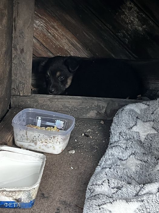 Песик маленької породи